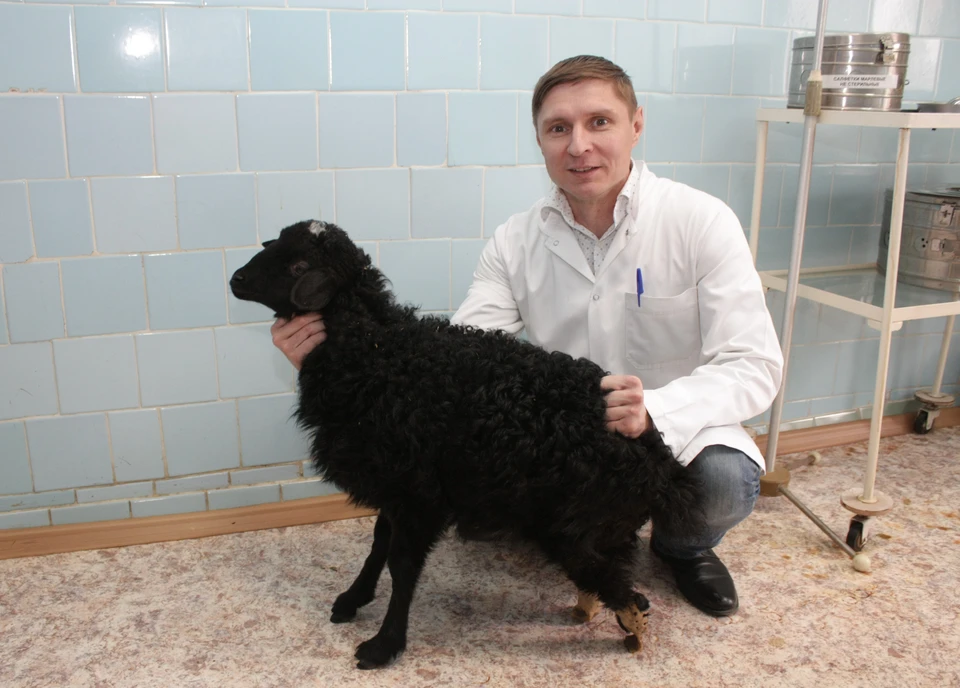 Доктор Еманов и овечка Бяша. Фото: Центр Илизарова.