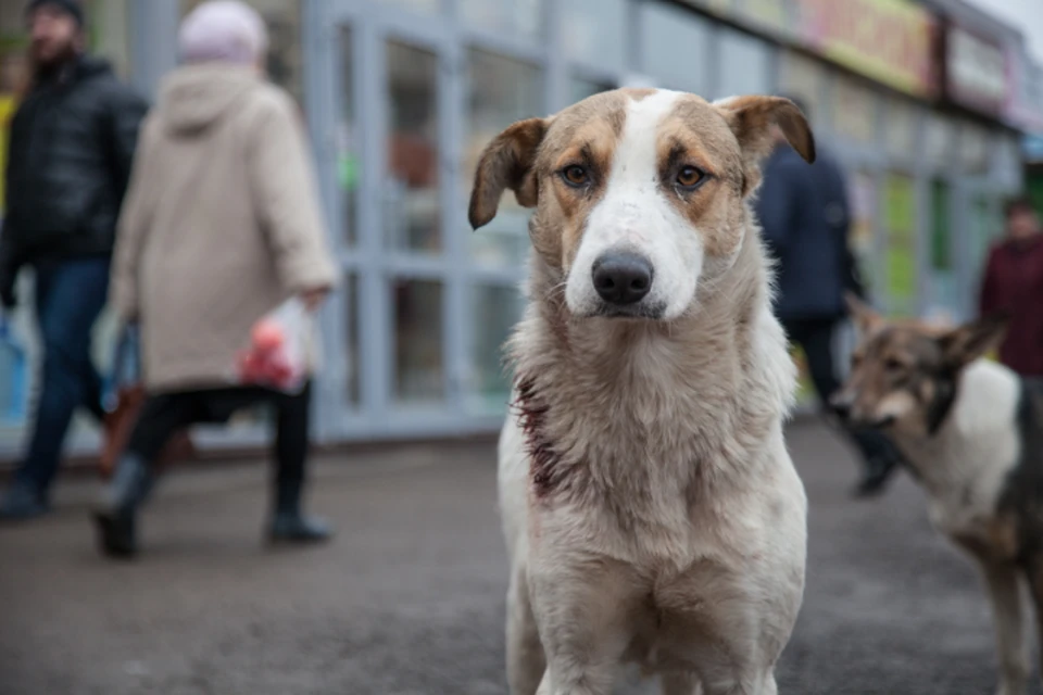 Нечеловеческое сердце: Житель Хабаровского края отравил ненавистных ему бродячих собак