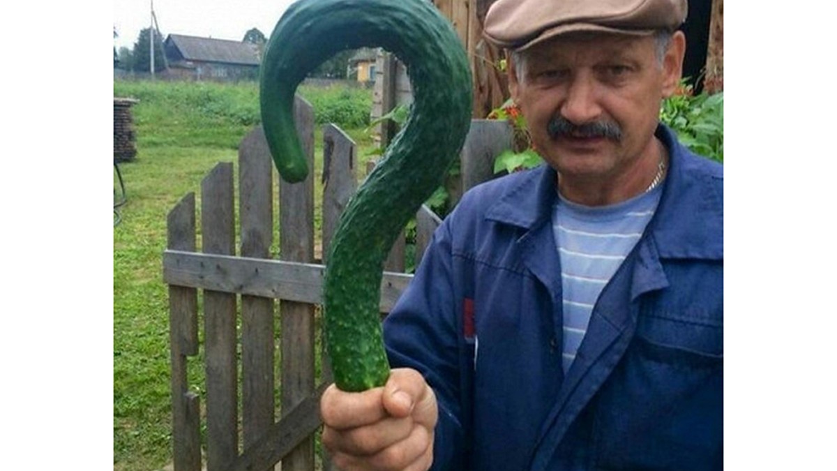 Огромный Огурец Фото