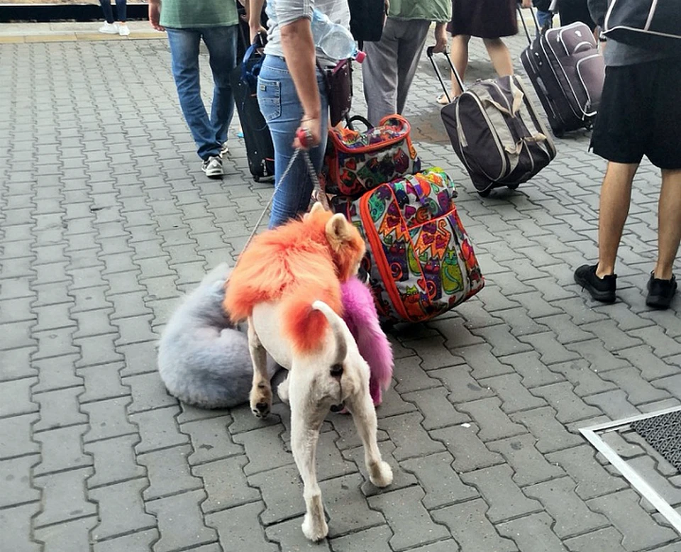 Разноцветных собак видели на автовокзале Краснодар 1. Фото: vk.com/typical_krd