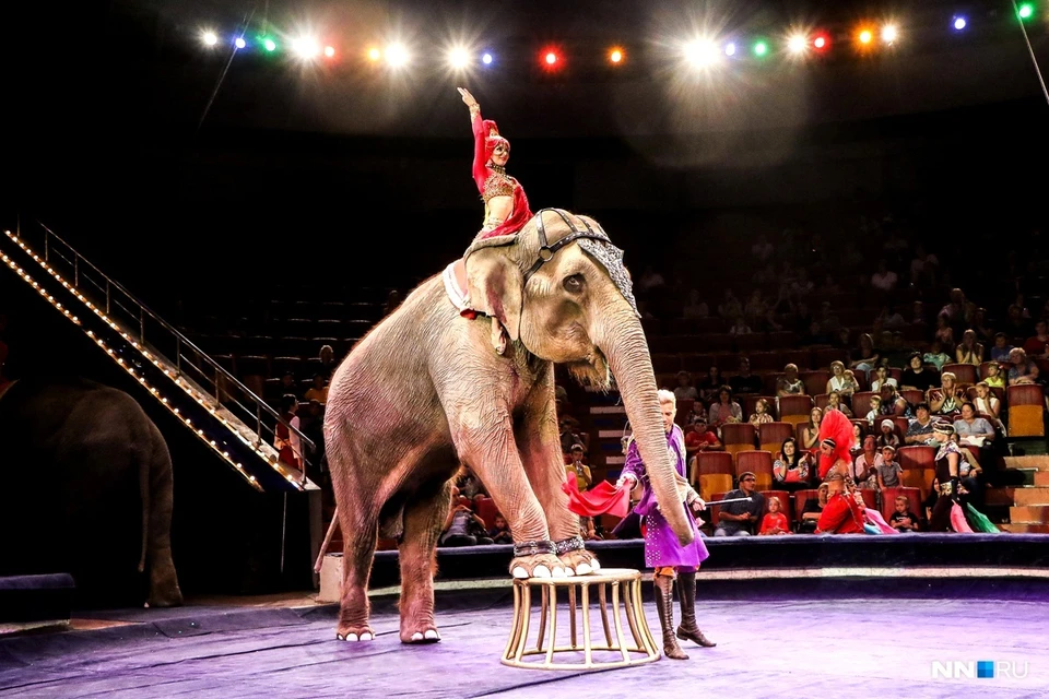 Слоны в Нижнем Новгороде! Все о новом грандиозном шоу в Нижегородском цирке. Фото: СОЦСЕТИ