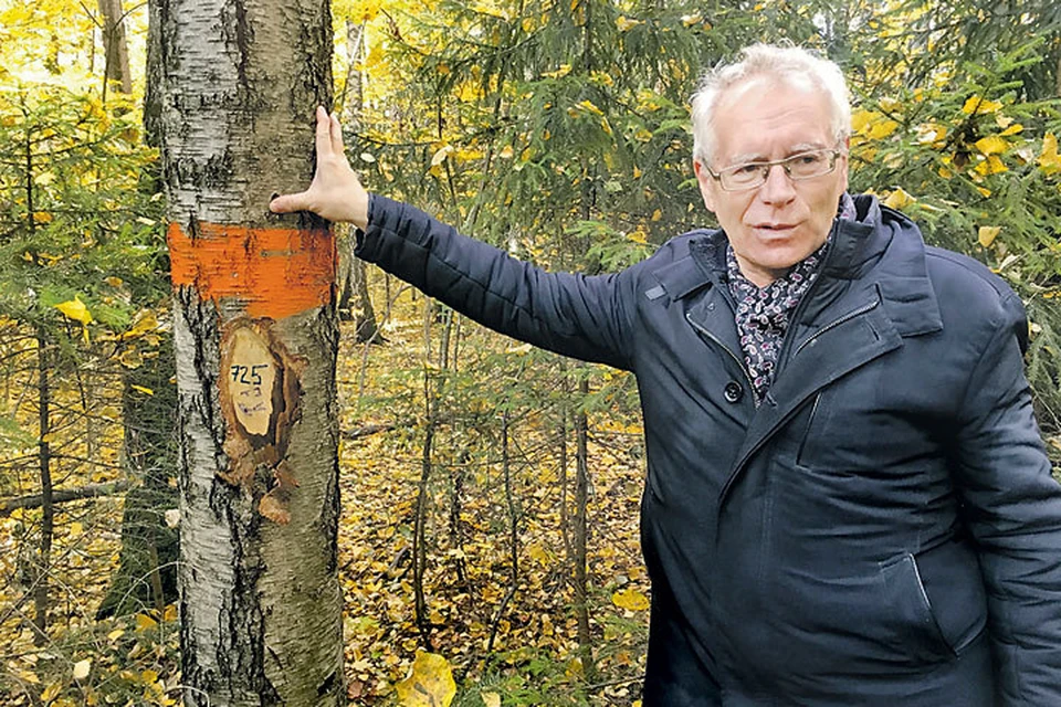 Специалист «Мосприроды» Валентин Волков показывает метки, которые делают на сухостое. Это означает, что дерево предстоит спилить.