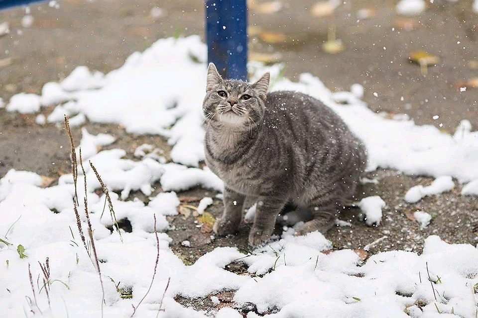 Первый снег в Москве пройдет уже в следующие выходные.