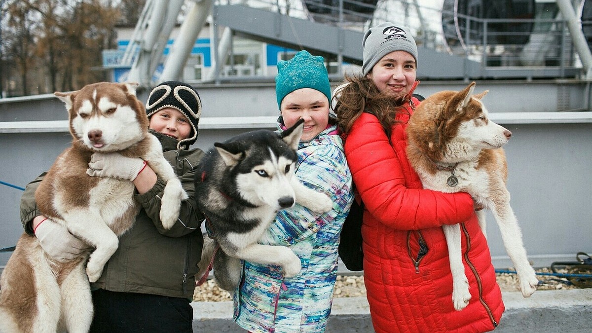 В Центральном парке по выходным можно обнять хаски - KP.RU