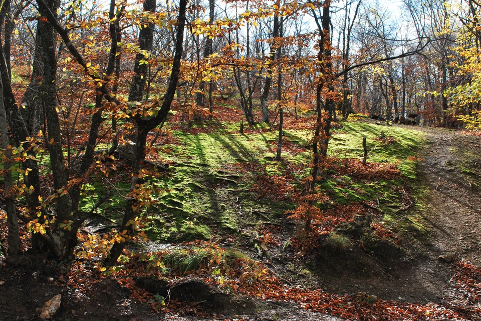 Осенний крымский лес