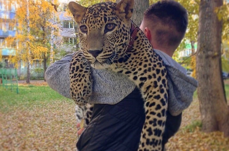 Хищник родился в неволе, но с недавних пор живет в обычной квартире. Фото: Instagram хозяина леопарда