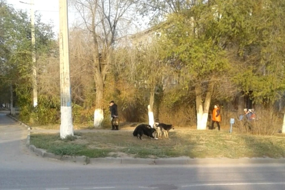 На фото попали не все члены собачьей банды, которая терроризирует жителей улицы Чебышева. Фото: Анна Петрова