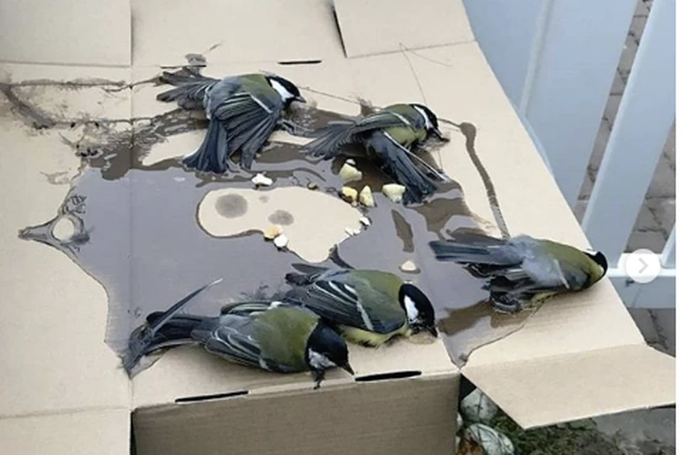 Этих бедных птичек вызволили из клейкого плена. Фото: instagram.com/my_special_birds