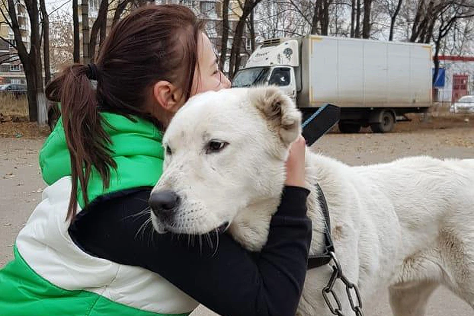Спасенные от смерти собаки теперь будут жить в приюте «Домашний».