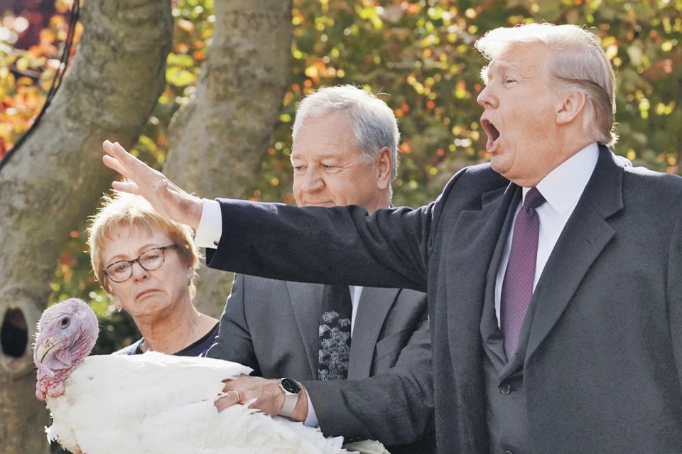 Раз в год президент США милует одну птичку на День благодарения... Фото: REUTERS