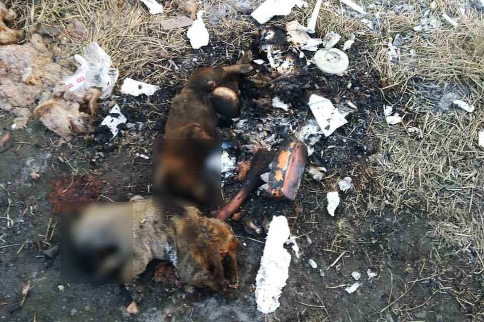 Бездушные неизвестные сожгли щенков на Сахалине. Фото: Поронайское отделение благотворительного фонда помощи бездомным животным «Право на жизнь»