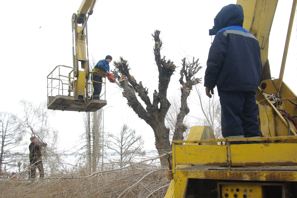 Общественники просят чиновников обучить подрядчиков правильно обрезать деревья. Фото: Евгения ГУСЕВА.
