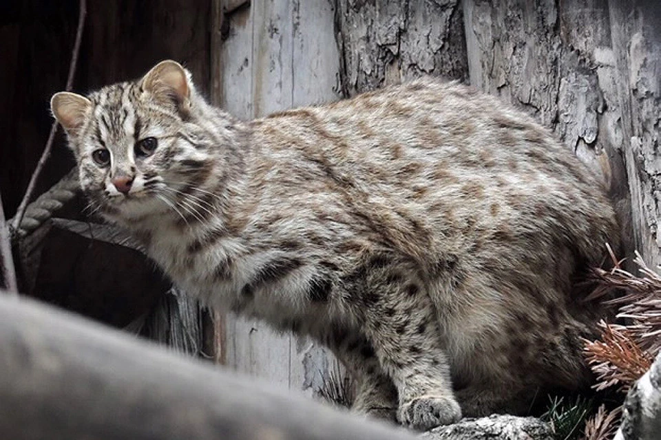 Дальневосточная лесная кошка появилась в коллекции зоопарка вообще впервые более чем за 50 лет.