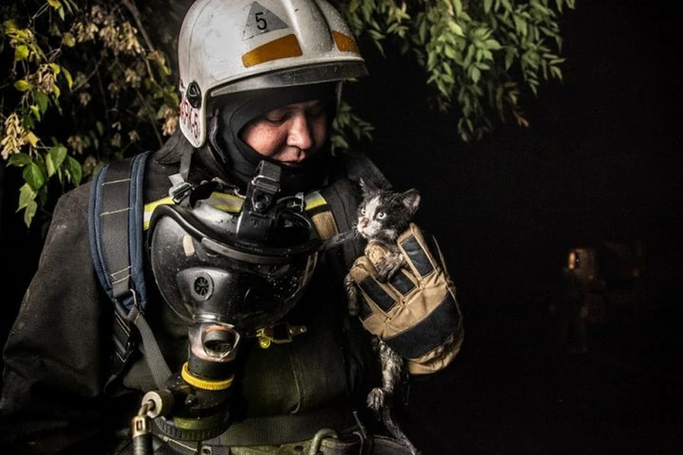 Спасенный котенок стал любимцем пожарных. Фото: Виктор Боровских/ГУ МЧС России по Новосибирской области.