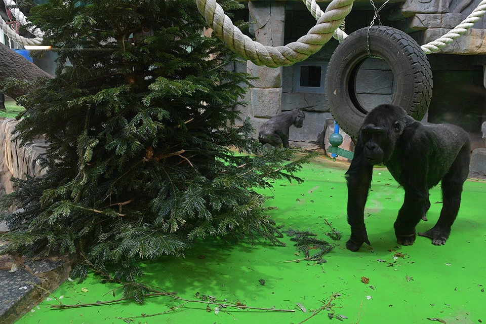 Зеленая елка в вольере горилл.