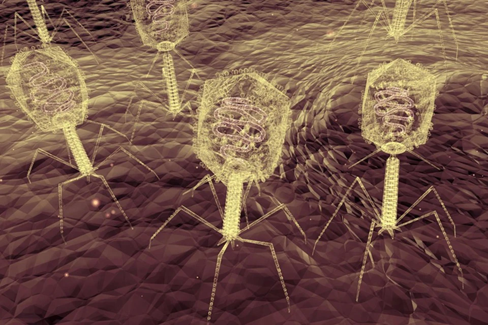 Так выглядят вирусы-бактериофаги