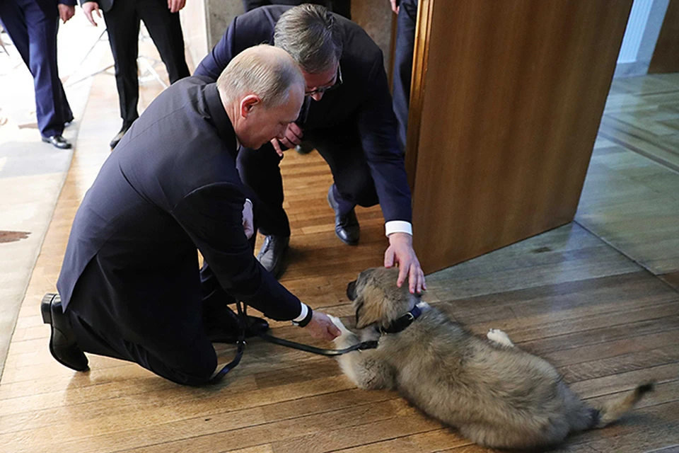 Владимиру Путину подарили в Белграде шарпланинскую овчарку