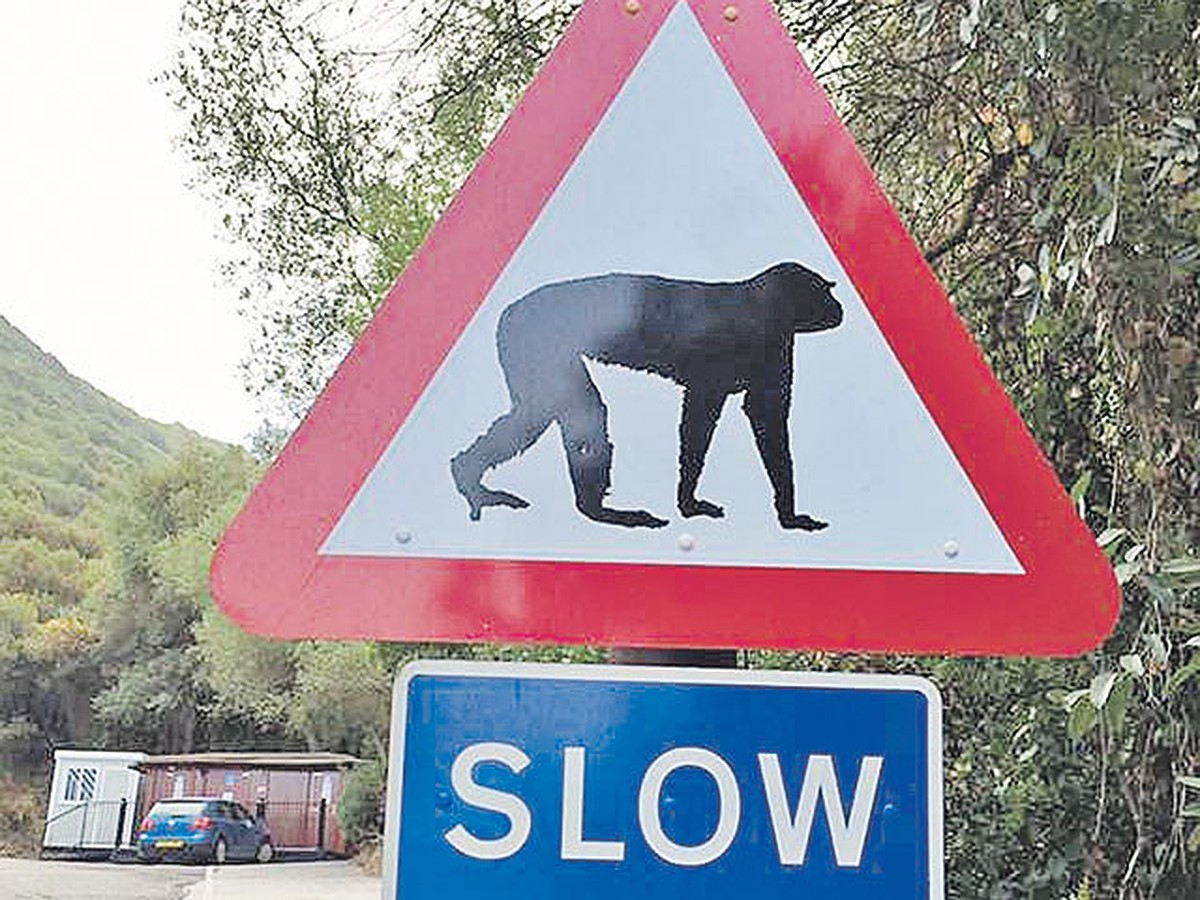 События со знаком. Шри Ланка дорожные знаки о животных для водителей. Водитель не пей козленочком станешь знак ПДД.