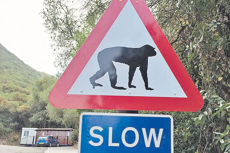 Гибралтар - единственное место в Европе, где водятся дикие обезьяны. Знак призывает водителей ехать помедленнее.