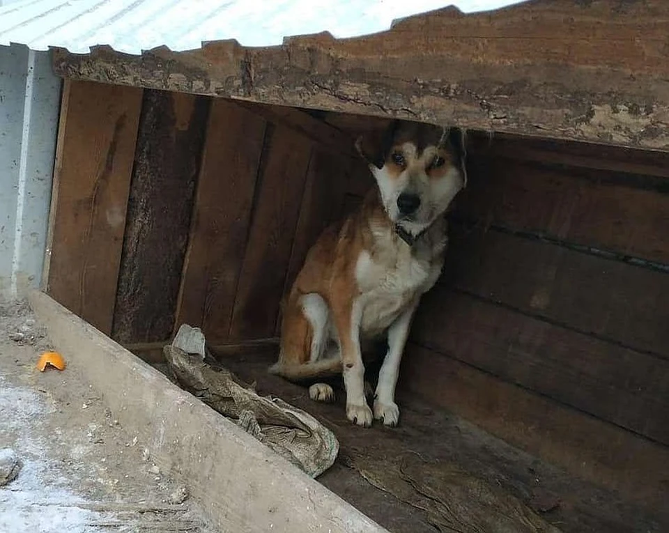 Приют дружок. Приют. Собака дружок.