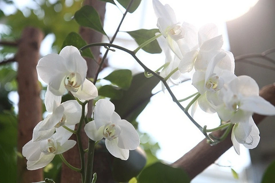 Начать разводить прекрасные орхидеи никогда не поздно!