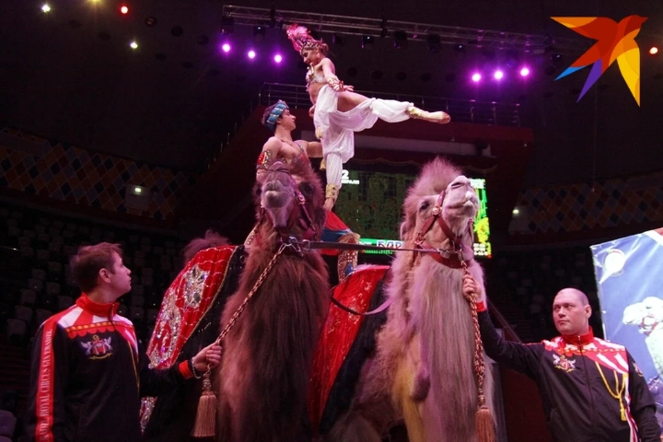 На Казанском манеже представят премьеру постановки уникального жанра – групповая акробатика на верблюдах.