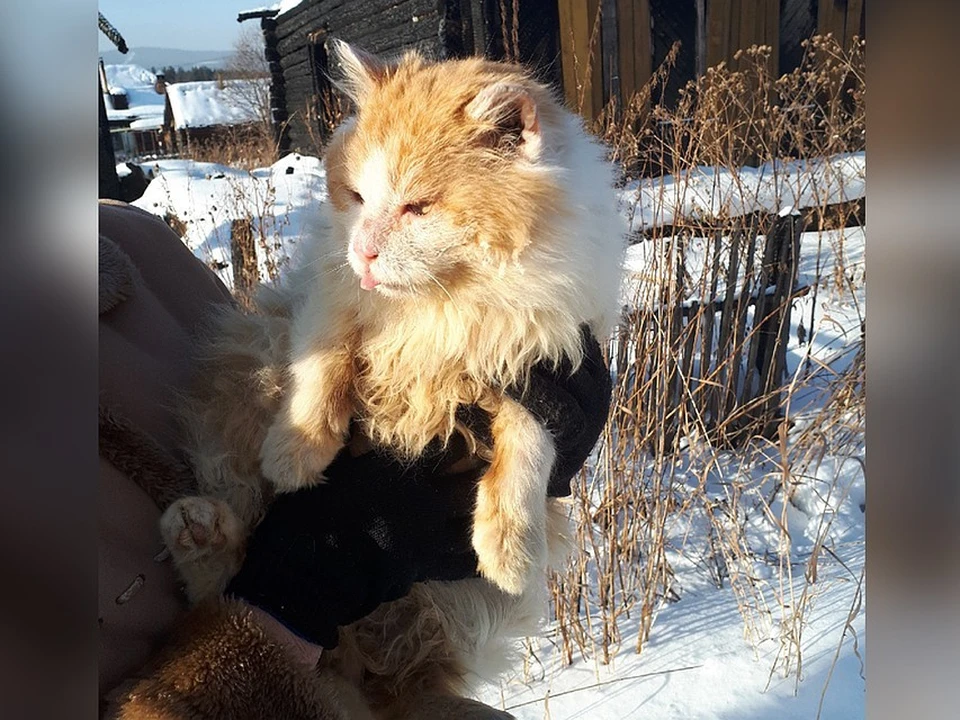 Рыжик уже несколько дней живет в новой семье. Фото: Светлана Ципровская.