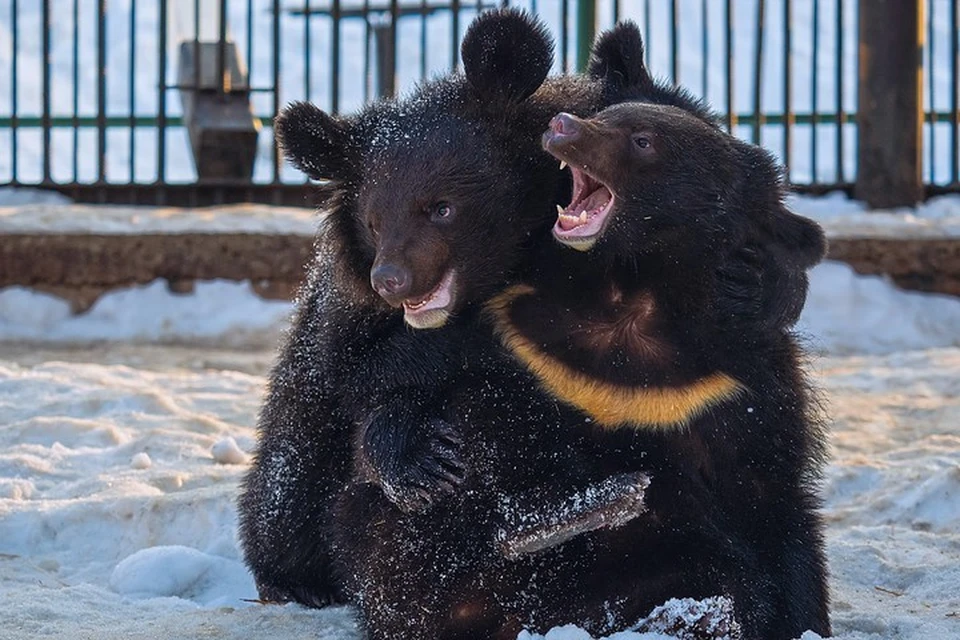 Свою Универсиаду в Красноярске открыли белые и гималайские медведи. Фото зоопарка "Роев ручей"