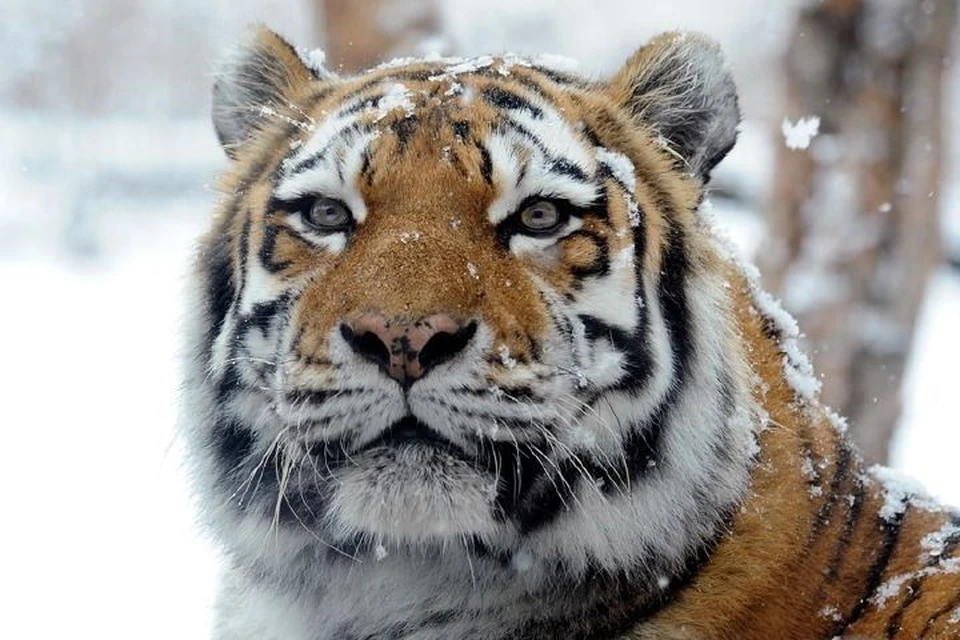 Тигрицы в Приморье бывают разные. Фото: amur-tiger.ru/Дэйл Миккел