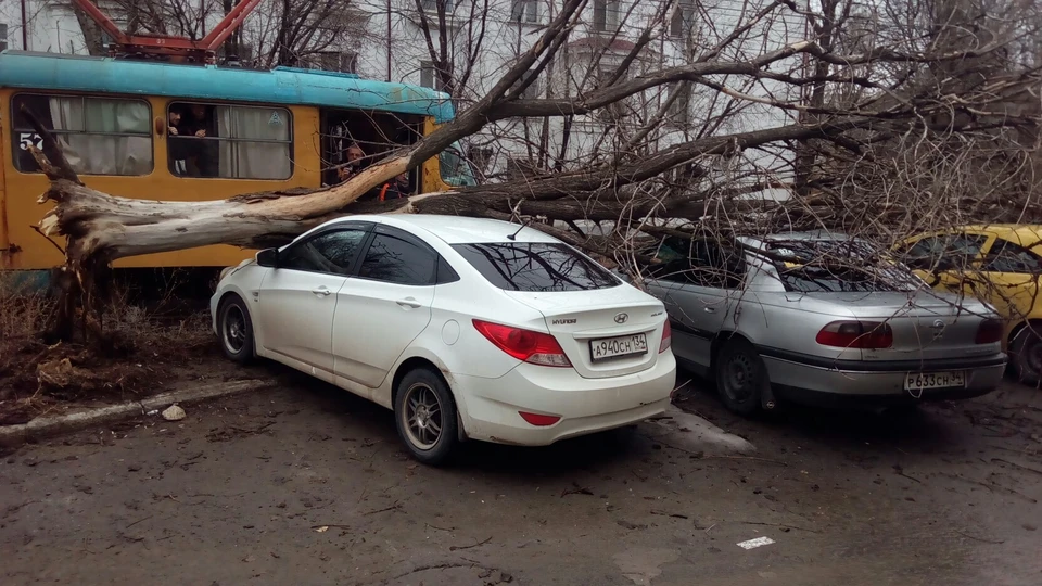 Сразу несколько машин пострадали от падения дерева на Качинцев. Фото: Сергей АЛЕКССЕВ.