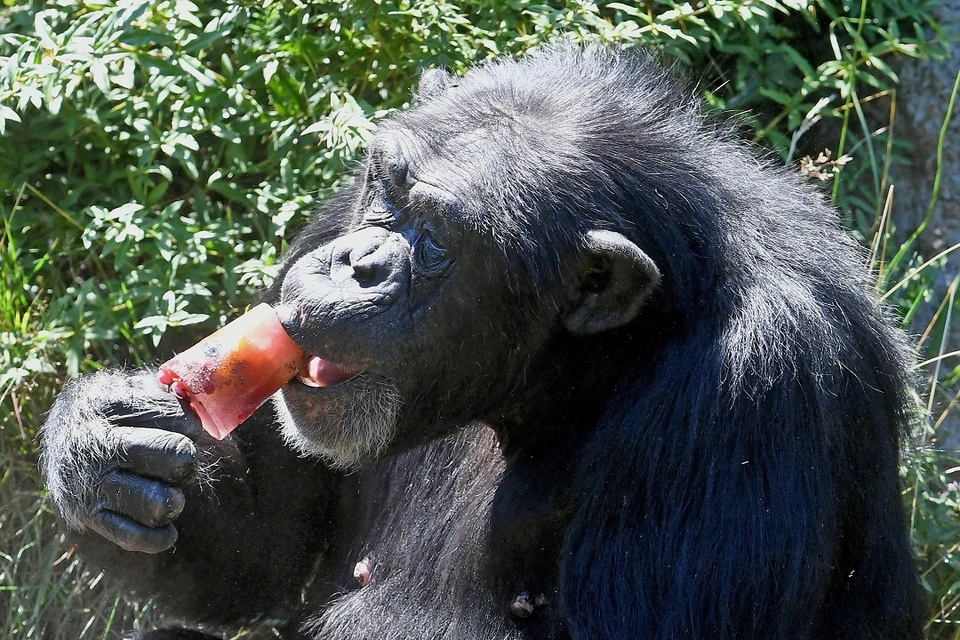 Исследователи пришли к выводу, что люди уничтожают цивилизацию шимпанзе