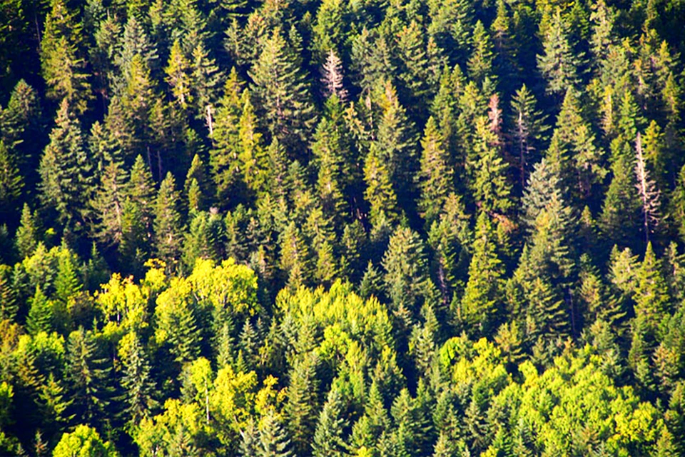 Сергей ИВАНОВ: мы должны четко знать поглощающую способность наших лесов. Фото: Александра КОЗЛОВА