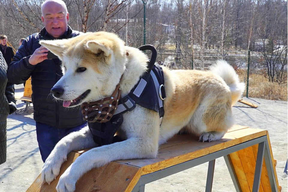 На прогулку с комфортом: в Хабаровске появилась первая площадка для выгула собак