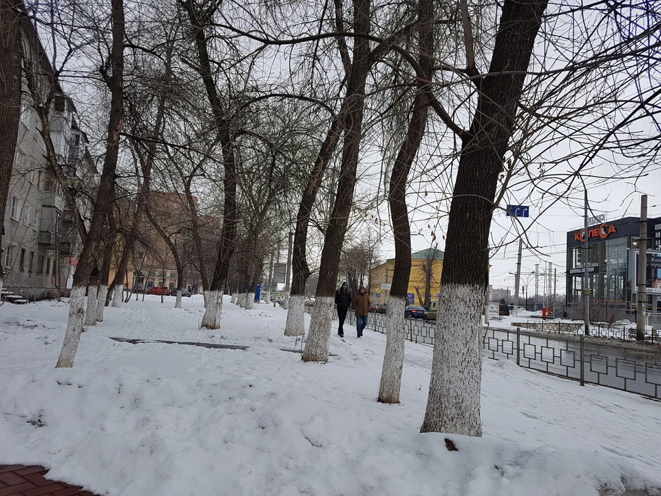 От побеленных деревьев на ул. Вокзальной рябит в глазах. Но, по мнению ученых, белить нужно весь ствол, так что Рязань еще легко отделалась. Фото: Александр ЕФАНОВ.