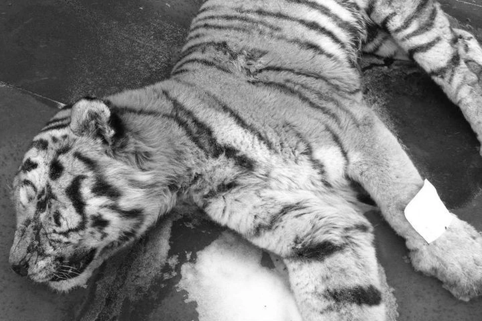 Эксперты и следователи выясняют, что привело к гибели краснокнижного хищника. Фото: amur-tiger.ru
