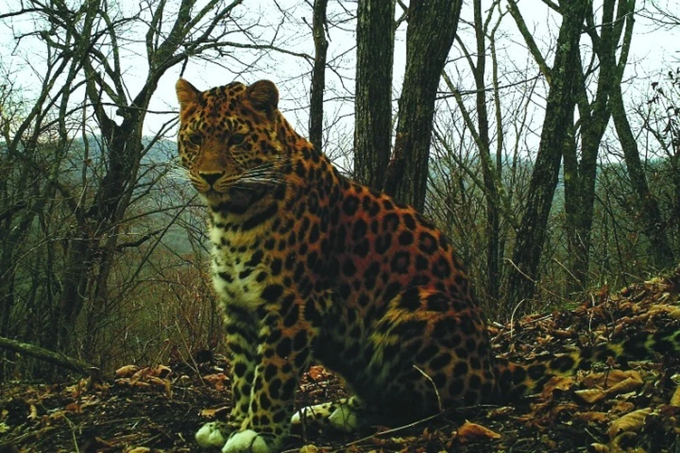Леопард серьезно пострадал в драках с другими хищниками. Фото: "Земля леопарда"