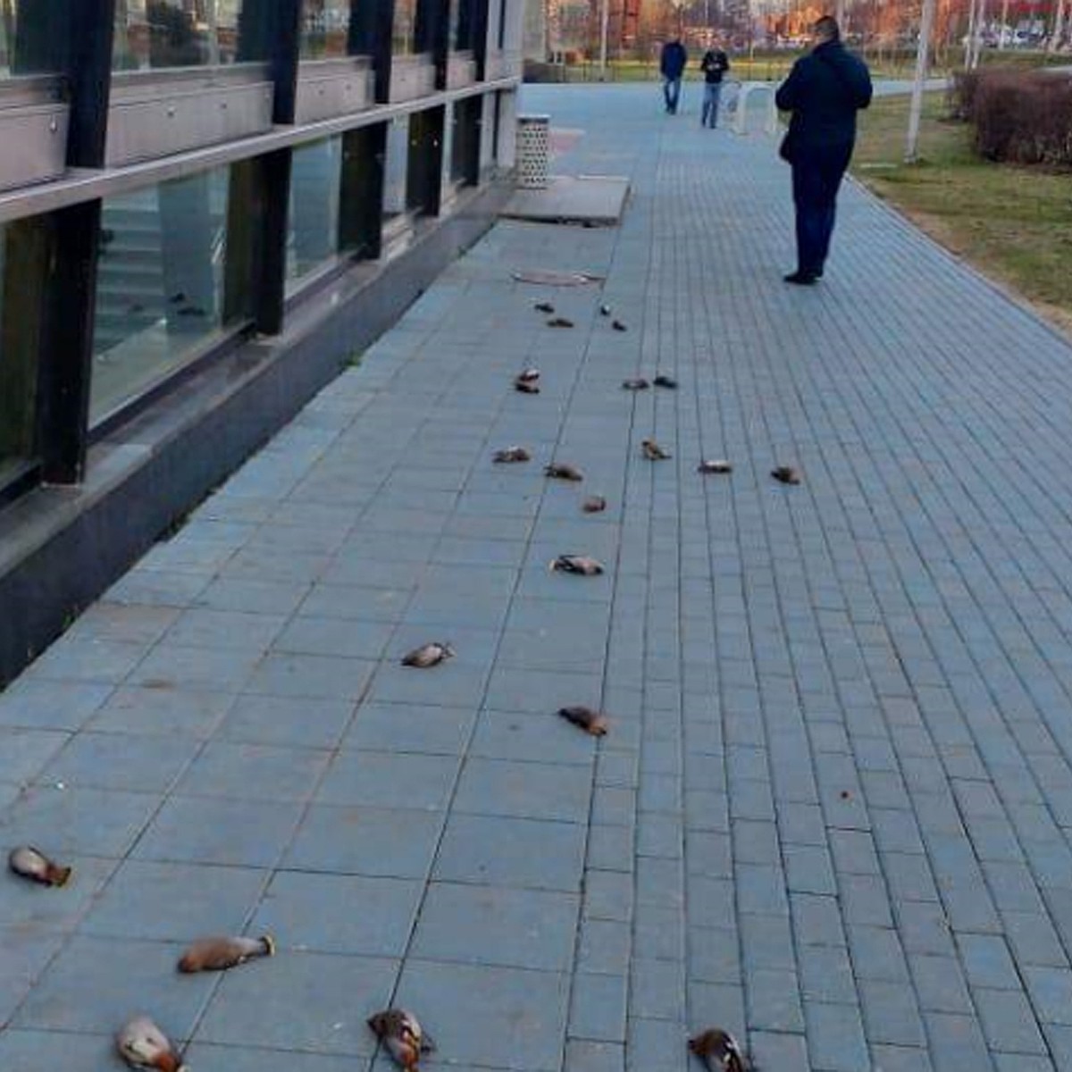 Десятки свиристелей погибли, врезавшись в стекло вестибюля станции метро 