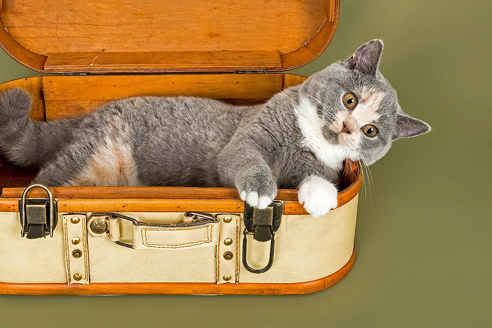 Cпециалисты Роскачества разработали рекомендации по выбору надежного и удобного чемодана для путешествий.