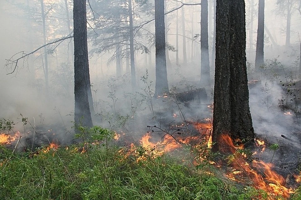 Виновников лесных пожаров в Иркутской области ищут через сотовых операторов