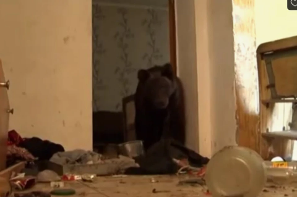 Медведь жил в доме на цепи. Фото: стоп-кадр видео "Пульс" (Азов)