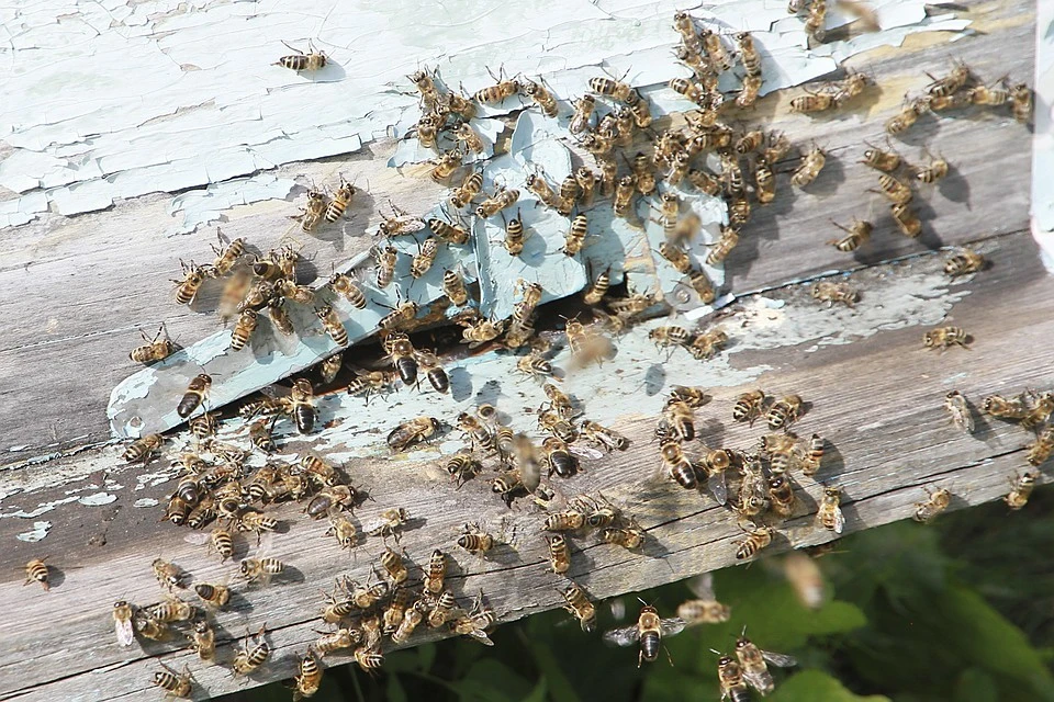 В Тверской области пчелы заразились опасной болезнью