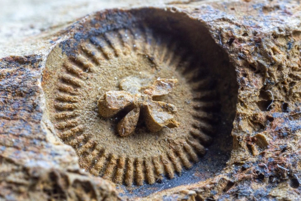 Слепок древней морской лилии, которая напоминает старинную шестеренку из мира стимпанка. Фото: Дмитрий АГЕЕВ.