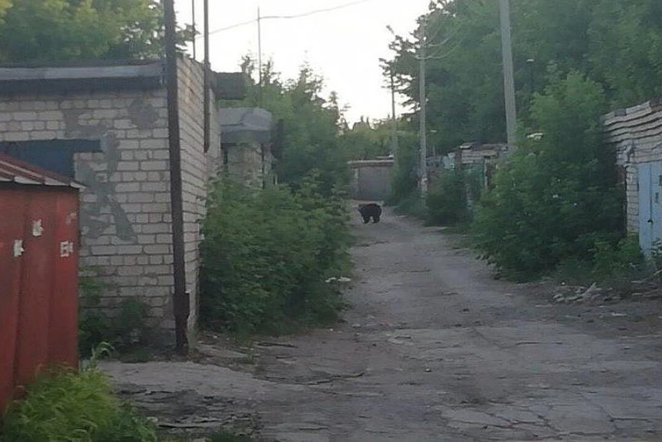 Живущая в гаражах медведица Майя напала на двух мужчин. Фотография Саратовской областной службы спасения.