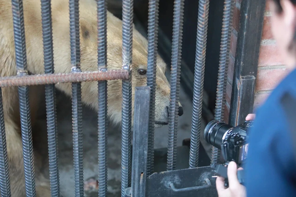 Состояние здоровья вызывает опасение: спасенную в Норильске молодую белую медведицу привезли в Красноярск