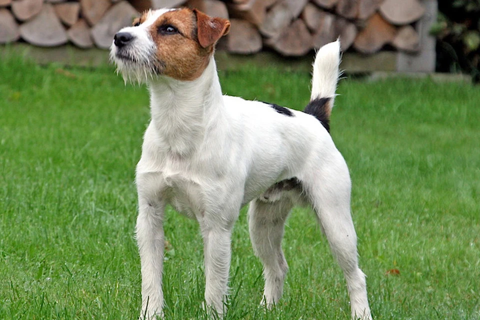 Джек-рассел-терьеры - собаки хоть и маленькие, но смелые и чуткие. Так что свою кличку Мачо полностью оправдывает. Фото: Wikipedia (JOLLY-DOGS-JACK-RUSSELL)