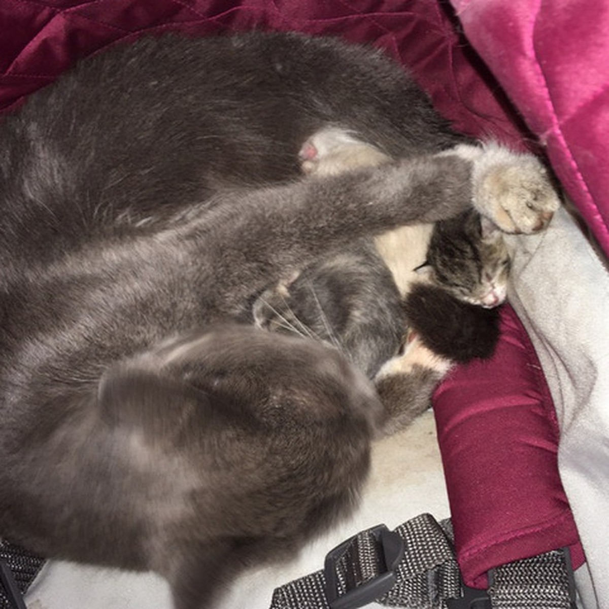 К чему снятся рождающиеся котята. Кошка рожает котят во сне. Приснилось что родила котенка.