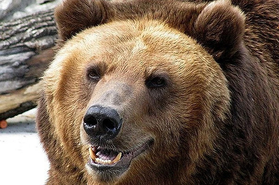 Почему медведи чаще стали нападать на человека, выяснил красноярский ученый.