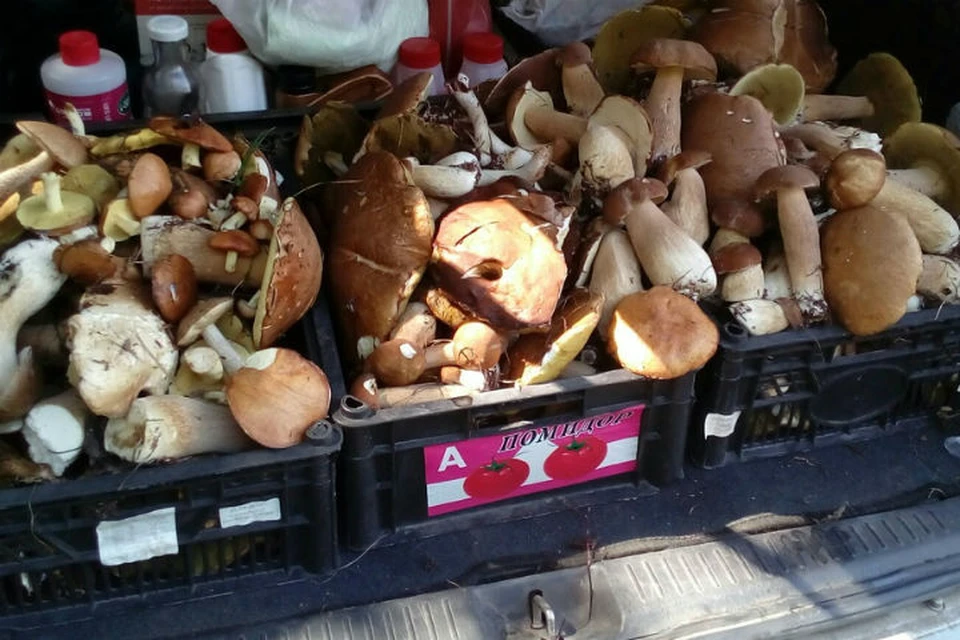 Полный багажник грибов Фото: соцсети