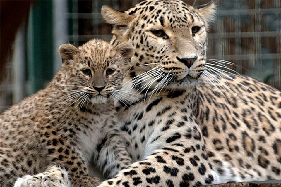 В Ингушетии наткнулись на следы леопарда, считавшегося вымершим