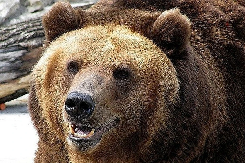Встреча с медведем может закончиться для человека летальным исходом